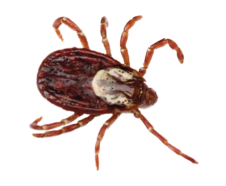 Dedetização de carrapatos em São Paulo